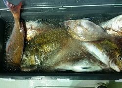 ディープ オーシャン 釣果