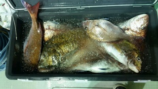 ディープ オーシャン 釣果