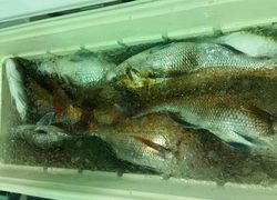 ディープ オーシャン 釣果