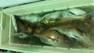 ディープ オーシャン 釣果