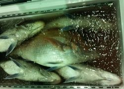 ディープ オーシャン 釣果