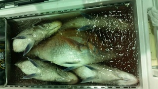 ディープ オーシャン 釣果