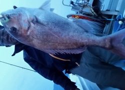 ディープ オーシャン 釣果