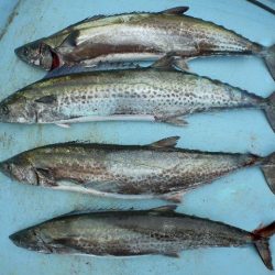 TOPGUN名古屋 釣果