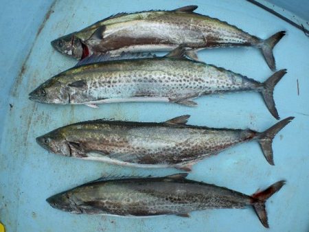 TOPGUN名古屋 釣果