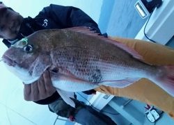 ディープ オーシャン 釣果