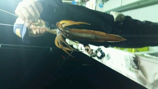 ディープ オーシャン 釣果