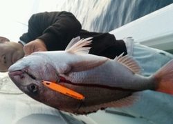 ディープ オーシャン 釣果