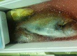 ディープ オーシャン 釣果