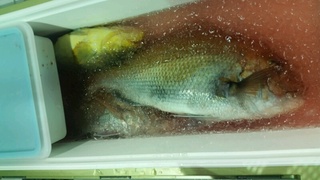 ディープ オーシャン 釣果