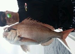 ディープ オーシャン 釣果