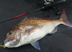 ディープ オーシャン 釣果