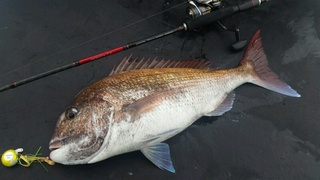 ディープ オーシャン 釣果