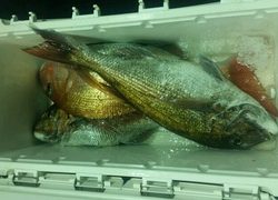 ディープ オーシャン 釣果