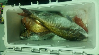 ディープ オーシャン 釣果