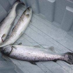 フィッシングレイクたかみや 釣果