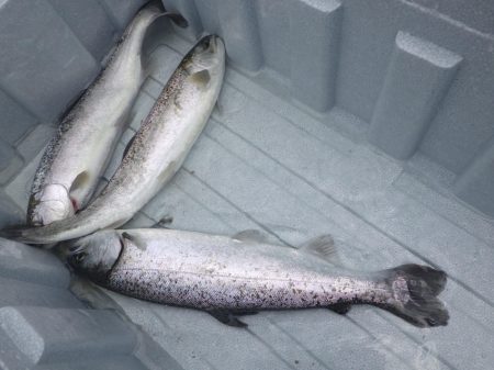 フィッシングレイクたかみや 釣果