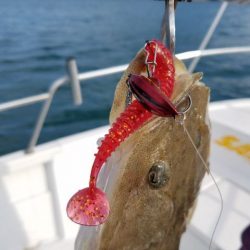 Magic(マジック) 釣果