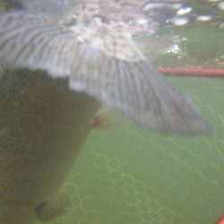 フィッシングレイクたかみや 釣果