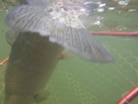 フィッシングレイクたかみや 釣果