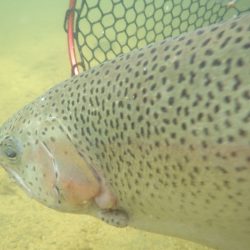 フィッシングレイクたかみや 釣果