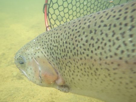 フィッシングレイクたかみや 釣果
