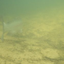 フィッシングレイクたかみや 釣果