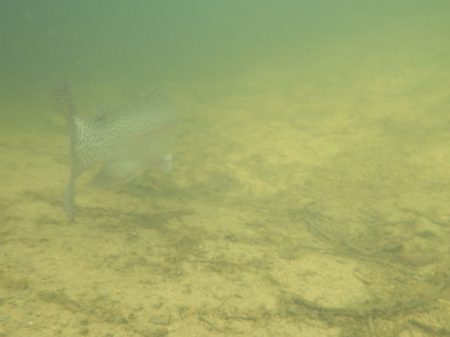 フィッシングレイクたかみや 釣果