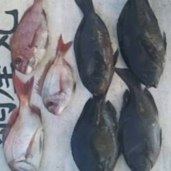 網屋丸 釣果