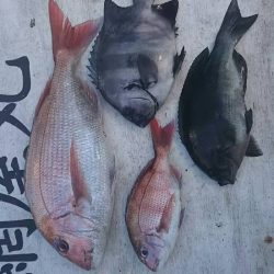 網屋丸 釣果