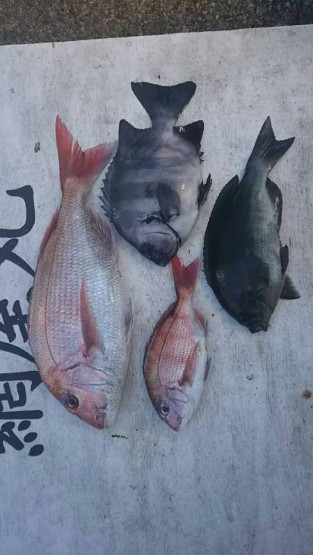 網屋丸 釣果