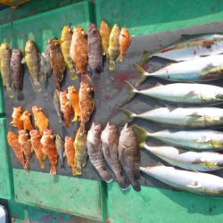 真祐丸 (しんゆうまる) 釣果