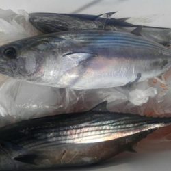 遊漁船 新鋭丸 釣果