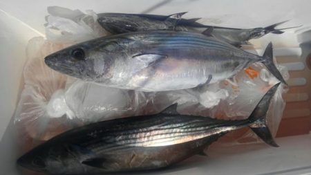 遊漁船 新鋭丸 釣果