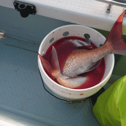 遊漁船ブルーウッズ 釣果