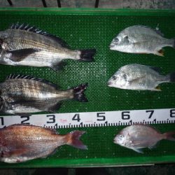 海山フィッシングセンター 釣果