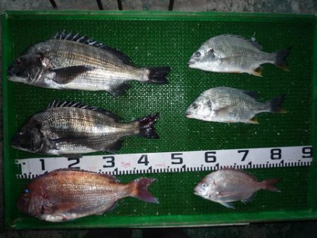 海山フィッシングセンター 釣果