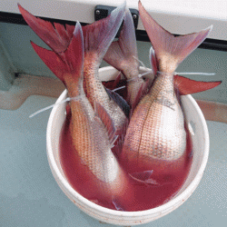 遊漁船ブルーウッズ 釣果