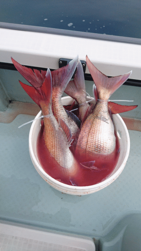 遊漁船ブルーウッズ 釣果