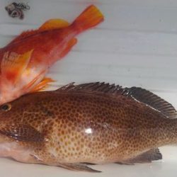 遊漁船 新鋭丸 釣果