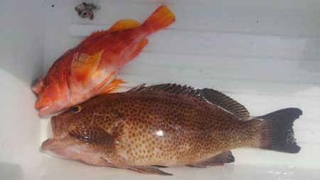 遊漁船 新鋭丸 釣果