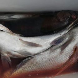 遊漁船 新鋭丸 釣果