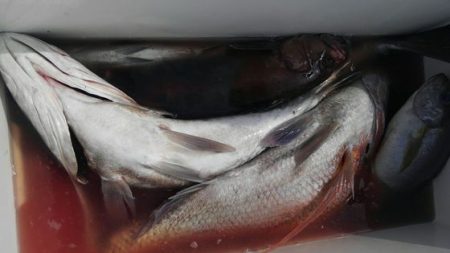 遊漁船 新鋭丸 釣果