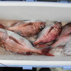 大進丸(新潟) 釣果