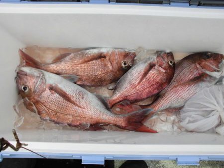 大進丸(新潟) 釣果