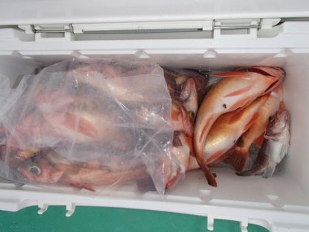 第二むつ漁丸 釣果