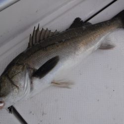 BlueNote Fishing Taxi 釣果