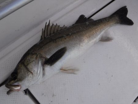 BlueNote Fishing Taxi 釣果