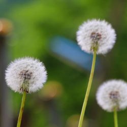 小菅トラウトガーデン 釣果