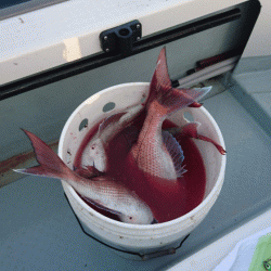 遊漁船ブルーウッズ 釣果